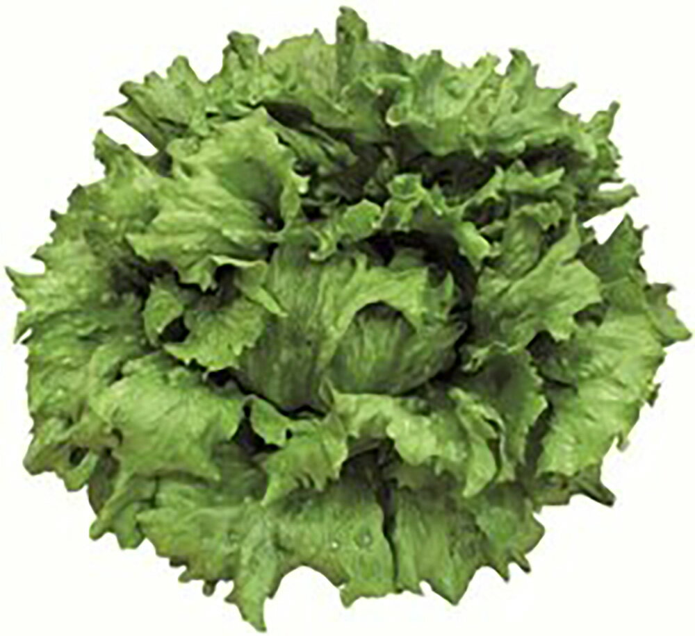 樂天商城 - アイゴ(愛護) Lコート5000粒 レタス【ツルタのタネ 種 たね タネ 】【通常5倍 5のつく日はポイント10倍対象外商品ポイント3倍固定商品】