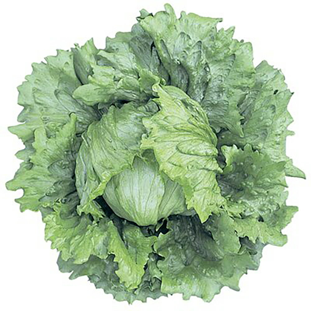 樂天商城 - アモーレ Lコート1000粒 レタス【ツルタのタネ 種 たね タネ 】【通常5倍 5のつく日はポイント10倍対象外商品ポイント3倍固定商品】