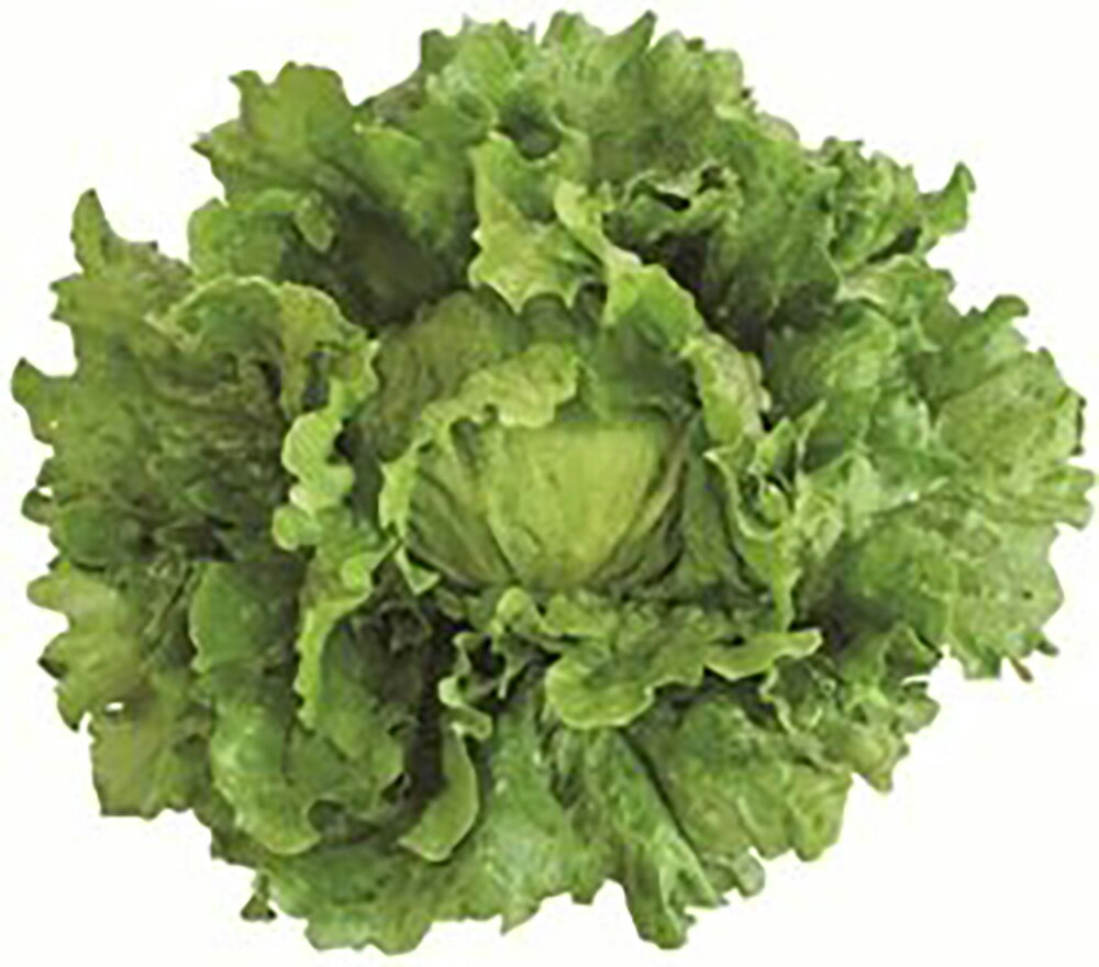 �������إåɥ��饹 L������5000γ �쥿���ڥĥ륿�Υ��� �� ���� ���� �ۡ��̾�5�� 5�ΤĤ����ϥݥ����10���оݳ����ʥݥ����3�ܸ��꾦�ʡ�