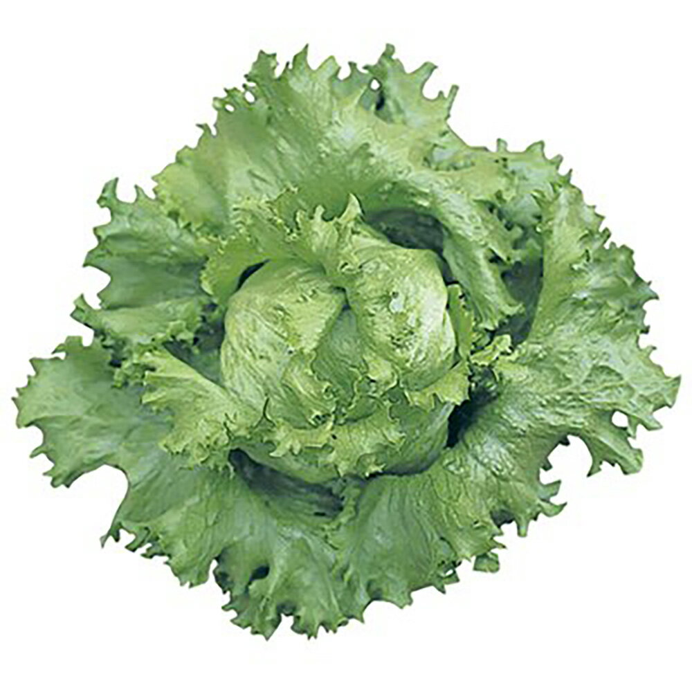 シャトー Lコート1000粒 レタス【ツルタのタネ 種 たね タネ 】【通常5倍 5のつく日はポイント10倍対象外商品ポイント3倍固定商品】