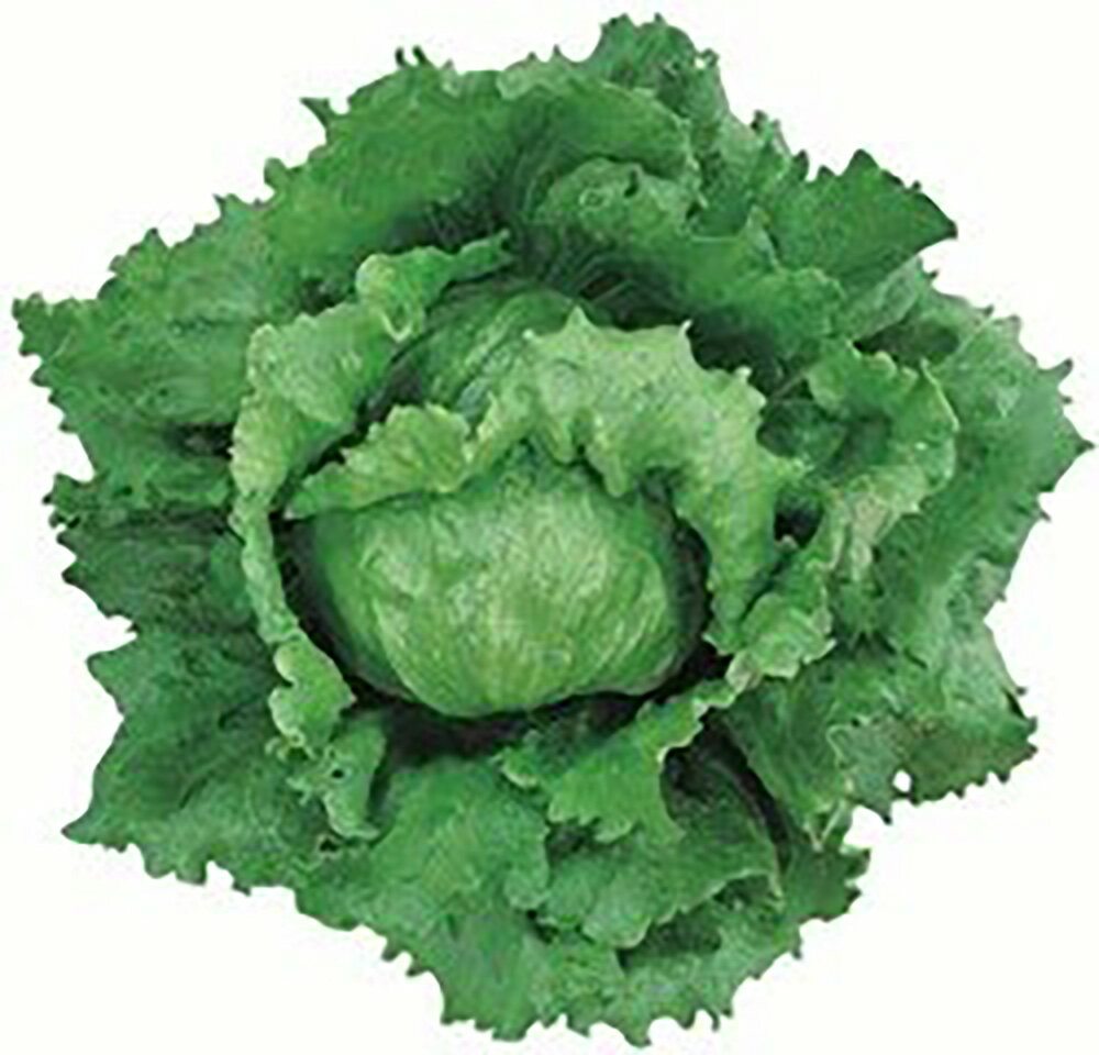 ���ԡ��ǥ� L������5000γ �쥿���ڥĥ륿�Υ��� �� ���� ���� �ۡ��̾�5�� 5�ΤĤ����ϥݥ����10���оݳ����ʥݥ����3�ܸ��꾦�ʡ�