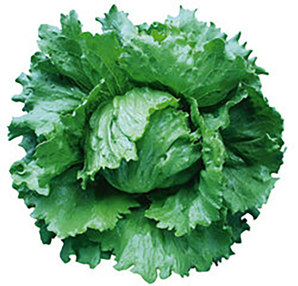 スプリングヘッドグラス Lコート5000粒 レタス【ツルタのタネ 種 たね タネ 】【通常5倍 5のつく日はポイント10倍対象外商品ポイント3倍固定商品】