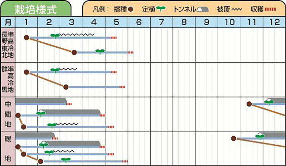 ゼニトルダー Lコート5000粒 レタス【ツルタのタネ 種 たね タネ 】【通常5倍 5の...