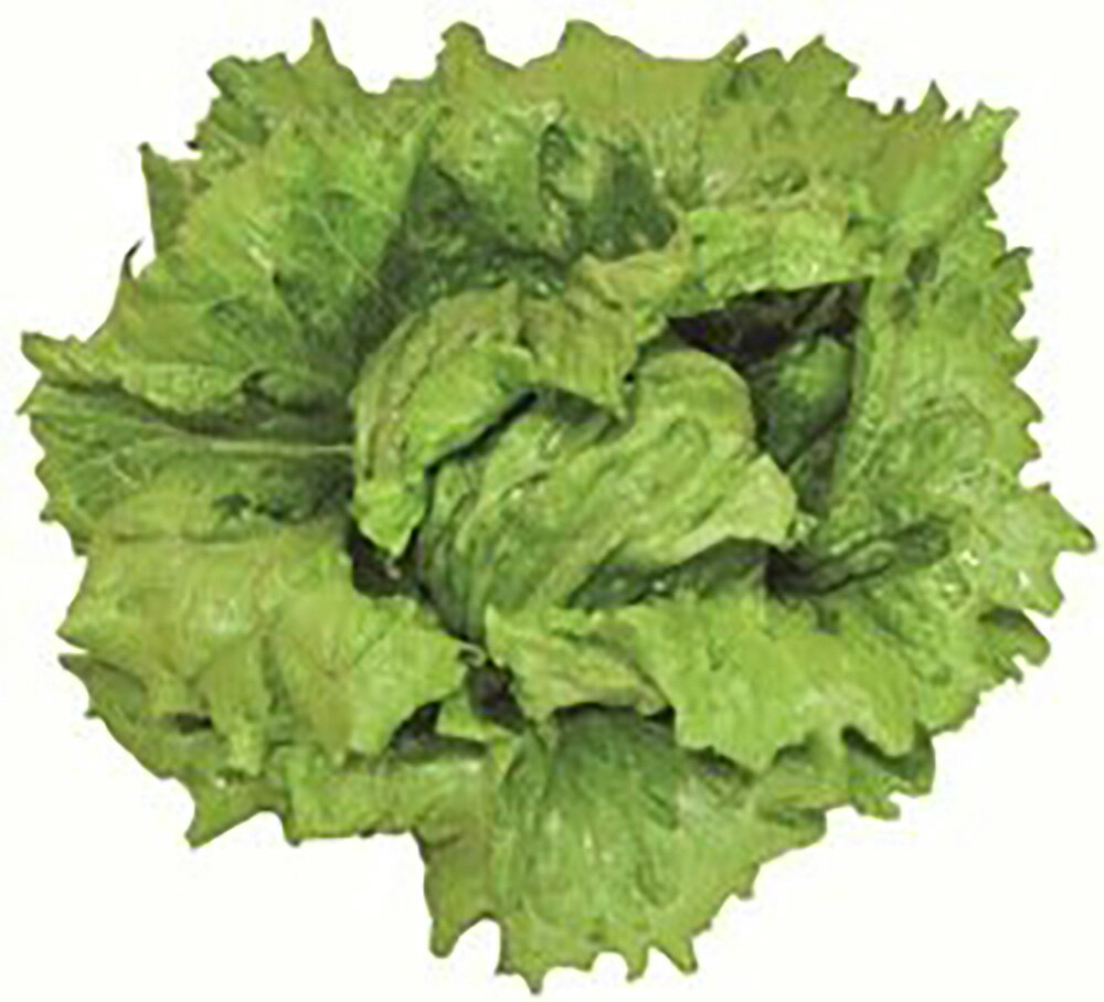 �ǥ��� L������5000γ �쥿���ڥĥ륿�Υ��� �� ���� ���� �ۡ��̾�5�� 5�ΤĤ����ϥݥ����10���оݳ����ʥݥ����3�ܸ��꾦�ʡ�