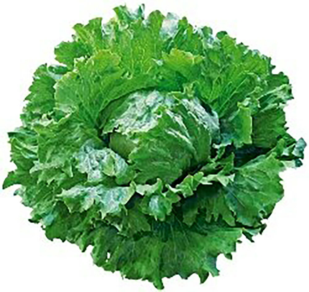 バーナルトレランスグラス Lコート5000粒 レタス【ツルタのタネ 種 たね タネ 】【通常5倍 5のつく日はポイント10倍対象外商品ポイント3倍固定商品】