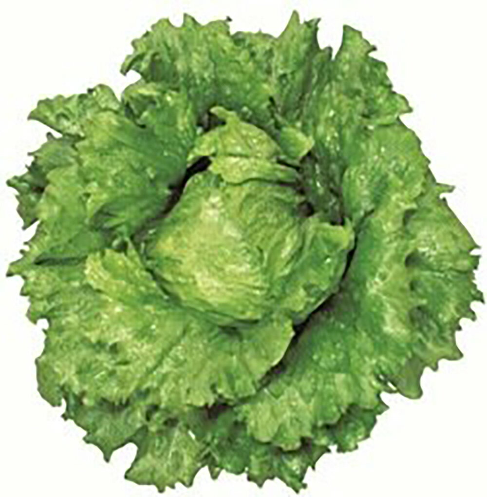 �ѡ��ե�������� L������5000γ �쥿���ڥĥ륿�Υ��� �� ���� ���� �ۡ��̾�5�� 5�ΤĤ����ϥݥ����10���оݳ����ʥݥ����3�ܸ��꾦�ʡ�