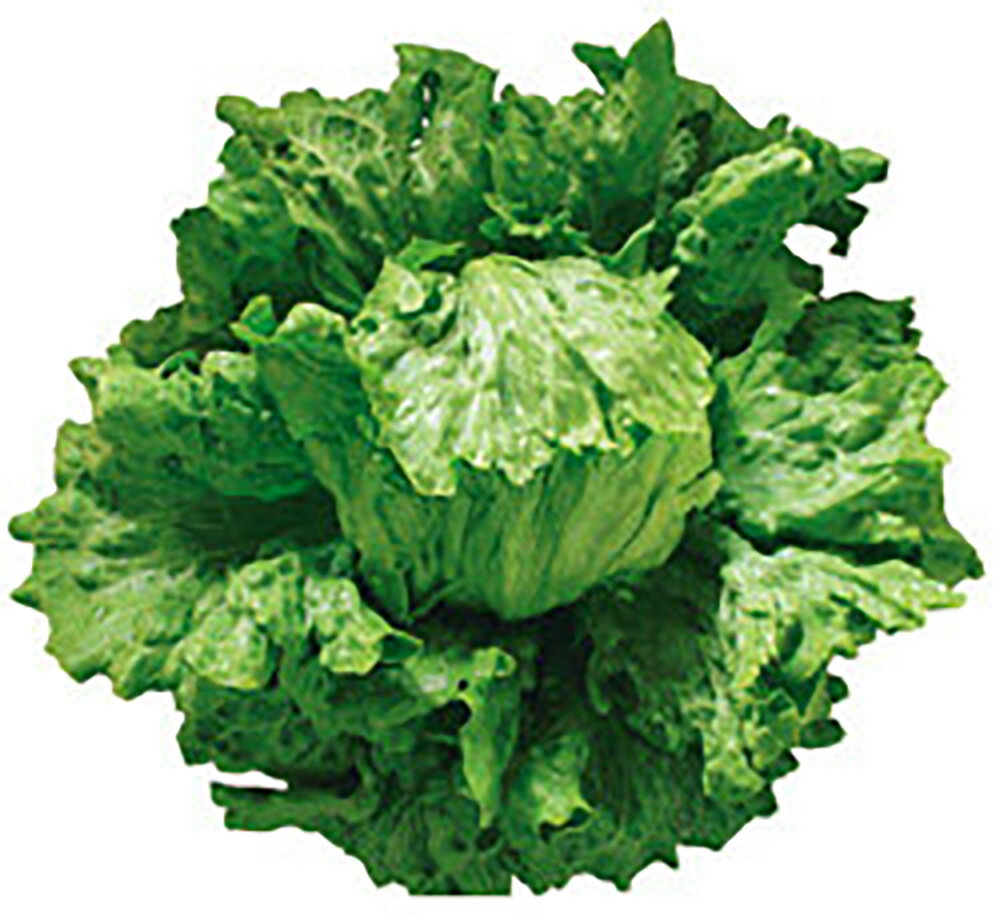 �ե��󥿥��إåɥ��饹 L������1000γ �쥿���ڥĥ륿�Υ��� �� ���� ���� �ۡ��̾�5�� 5�ΤĤ����ϥݥ����10���оݳ����ʥݥ����3�ܸ��꾦�ʡ�