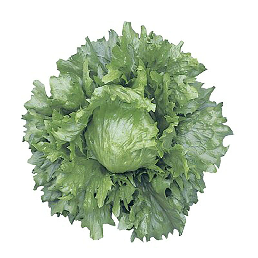 �ե���� L������5000γ �쥿���ڥĥ륿�Υ��� �� ���� ���� �ۡ��̾�5�� 5�ΤĤ����ϥݥ����10���оݳ����ʥݥ����3�ܸ��꾦�ʡ�