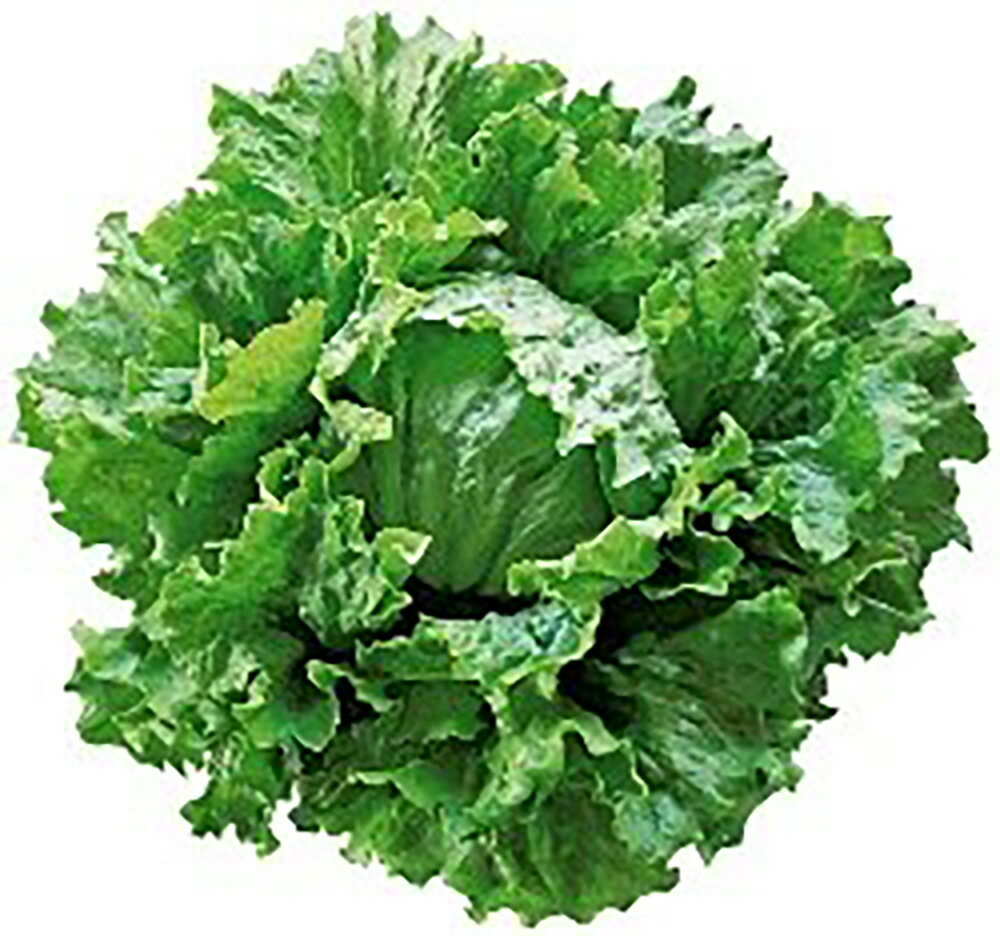 �٥�Υȥ��󥹥��饹 L������5000γ �쥿���ڥĥ륿�Υ��� �� ���� ���� �ۡ��̾�5�� 5�ΤĤ����ϥݥ����10���оݳ����ʥݥ����3�ܸ��꾦�ʡ�