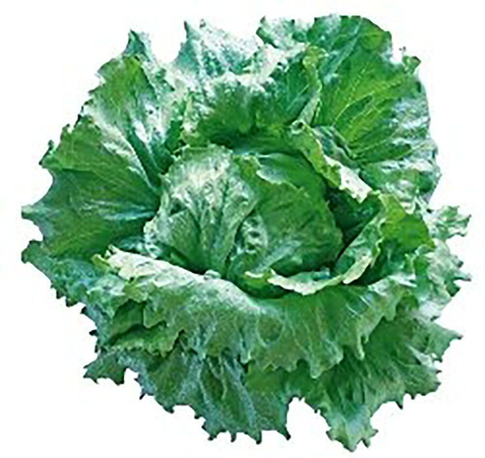 �ޥ���ɥإåɥ��饹 L������5000γ �쥿���ڥĥ륿�Υ��� �� ���� ���� �ۡ��̾�5�� 5�ΤĤ����ϥݥ����10���оݳ����ʥݥ����3�ܸ��꾦�ʡ�