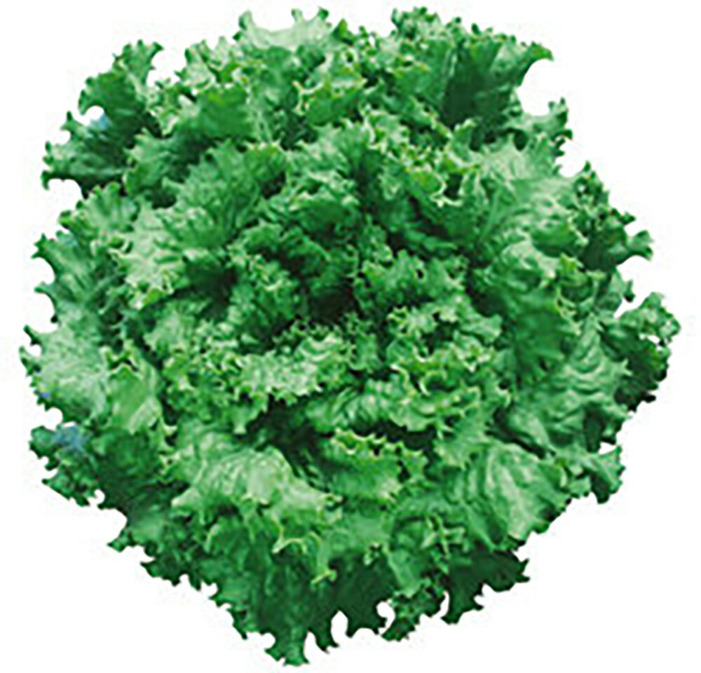 �����륰�꡼�󥰥饹 L������5000γ �쥿���ڥĥ륿�Υ��� �� ���� ���� �ۡ��̾�5�� 5�ΤĤ����ϥݥ����10���оݳ����ʥݥ����3�ܸ��꾦�ʡ�