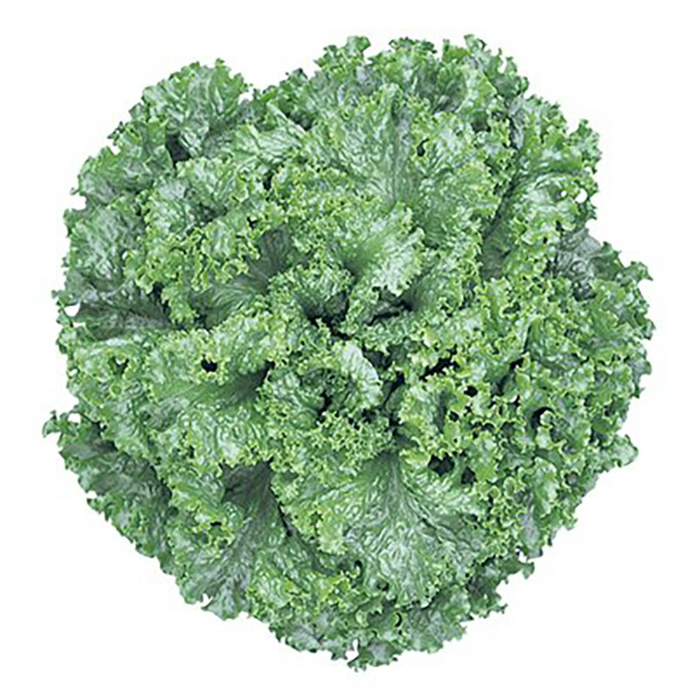 ���꡼��꡼��2�� L������5000γ �쥿���ڥĥ륿�Υ��� �� ���� ���� �ۡ��̾�5�� 5�ΤĤ����ϥݥ����10���оݳ����ʥݥ����3�ܸ��꾦�ʡ�