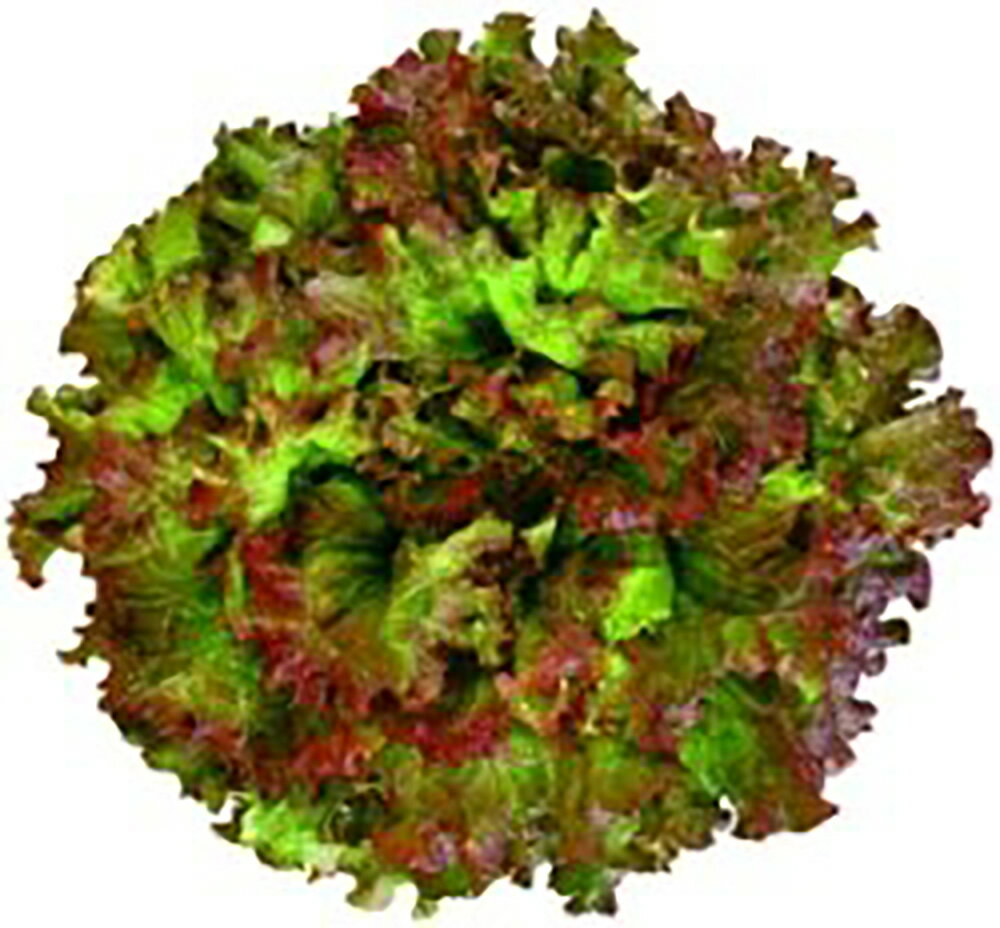 ���ͥå���åɥ��饹 L������5000γ �쥿���ڥĥ륿�Υ��� �� ���� ���� �ۡ��̾�5�� 5�ΤĤ����ϥݥ����10���оݳ����ʥݥ����3�ܸ��꾦�ʡ�