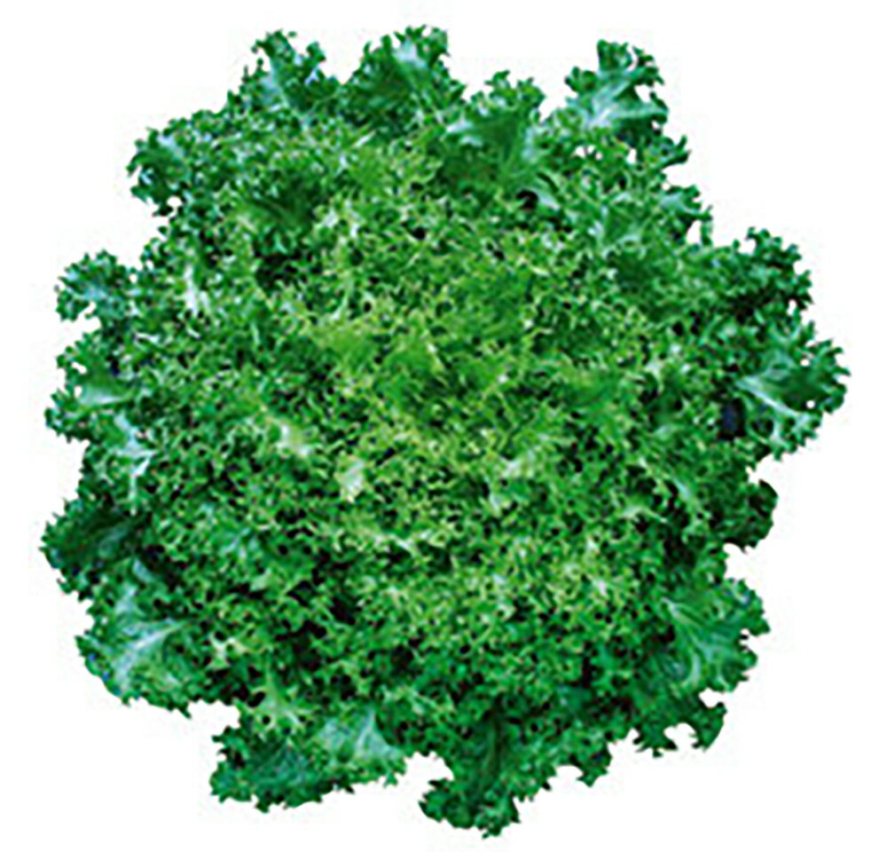 �ǥ�å���k l������5000γ �쥿���ڥĥ륿�Υ��� �� ���� ���� �ۡ��̾�5�� 5�ΤĤ����ϥݥ����10���оݳ����ʥݥ����3�ܸ��꾦�ʡ�