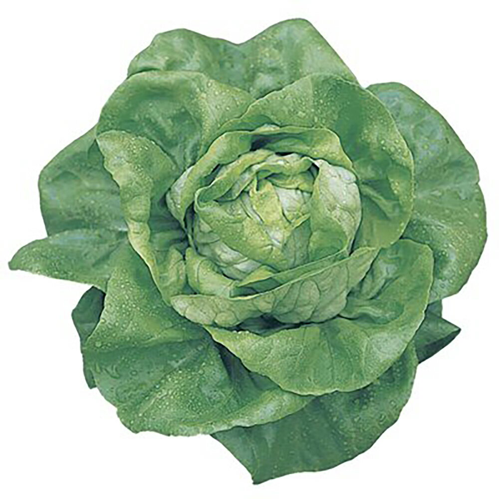 �ʥ���ʥ� l������5000γ �쥿���ڥĥ륿�Υ��� �� ���� ���� �ۡ��̾�5�� 5�ΤĤ����ϥݥ����10���оݳ����ʥݥ����3�ܸ��꾦�ʡ�