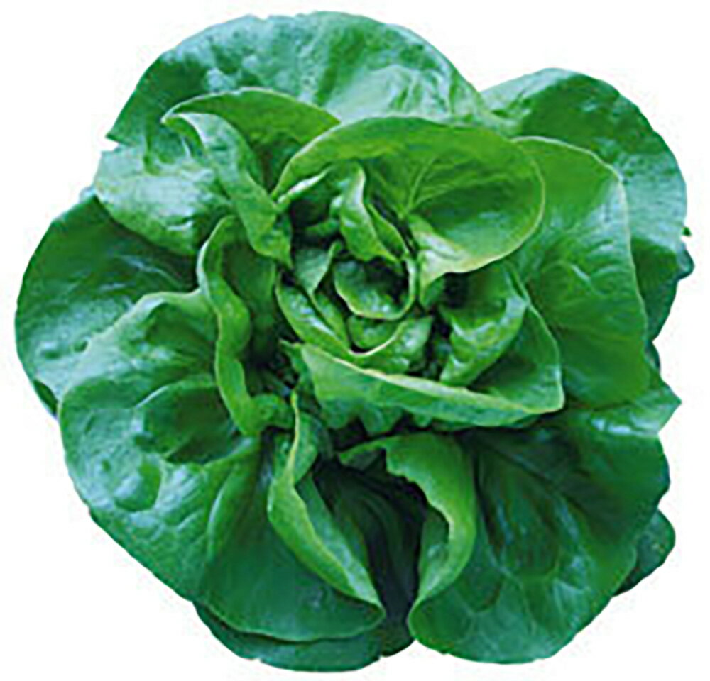 ナチュナルr lコート5000粒 レタス【ツルタのタネ 種 たね タネ 】【通常5倍 5のつく日はポイント10倍対象外商品ポイント3倍固定商品】