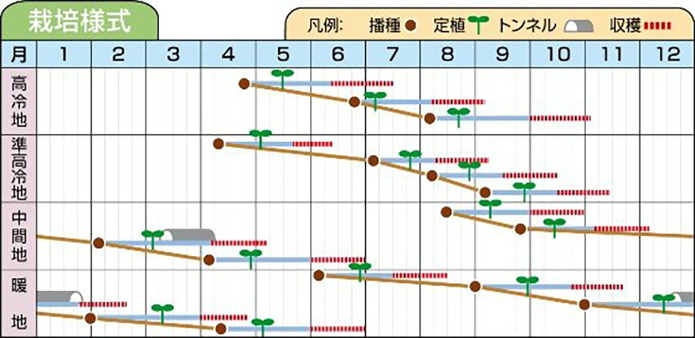 ナチュナルr lコート5000粒 レタス【ツルタのタネ 種 たね タネ 】【通常5倍 5のつ...