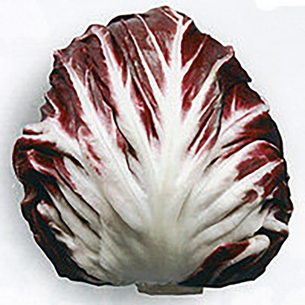 チェスト極早生 lコート1000粒 レタス【ツルタのタネ 種 たね タネ 】【通常5倍 5のつく日はポイント10..