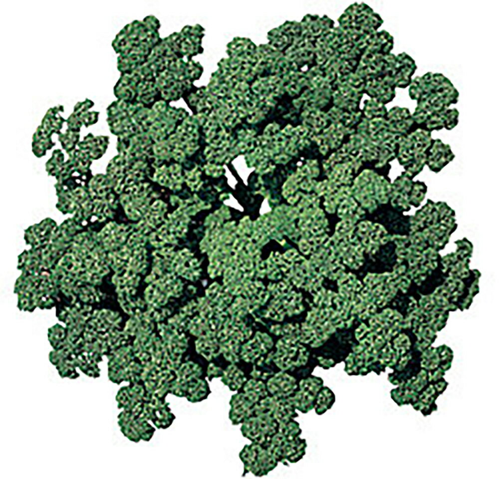 樂天商城 - エンリッチ N(裸)6000粒 パセリ【ツルタのタネ 種 たね タネ 】【通常5倍 5のつく日はポイント10倍対象外商品ポイント3倍固定商品】