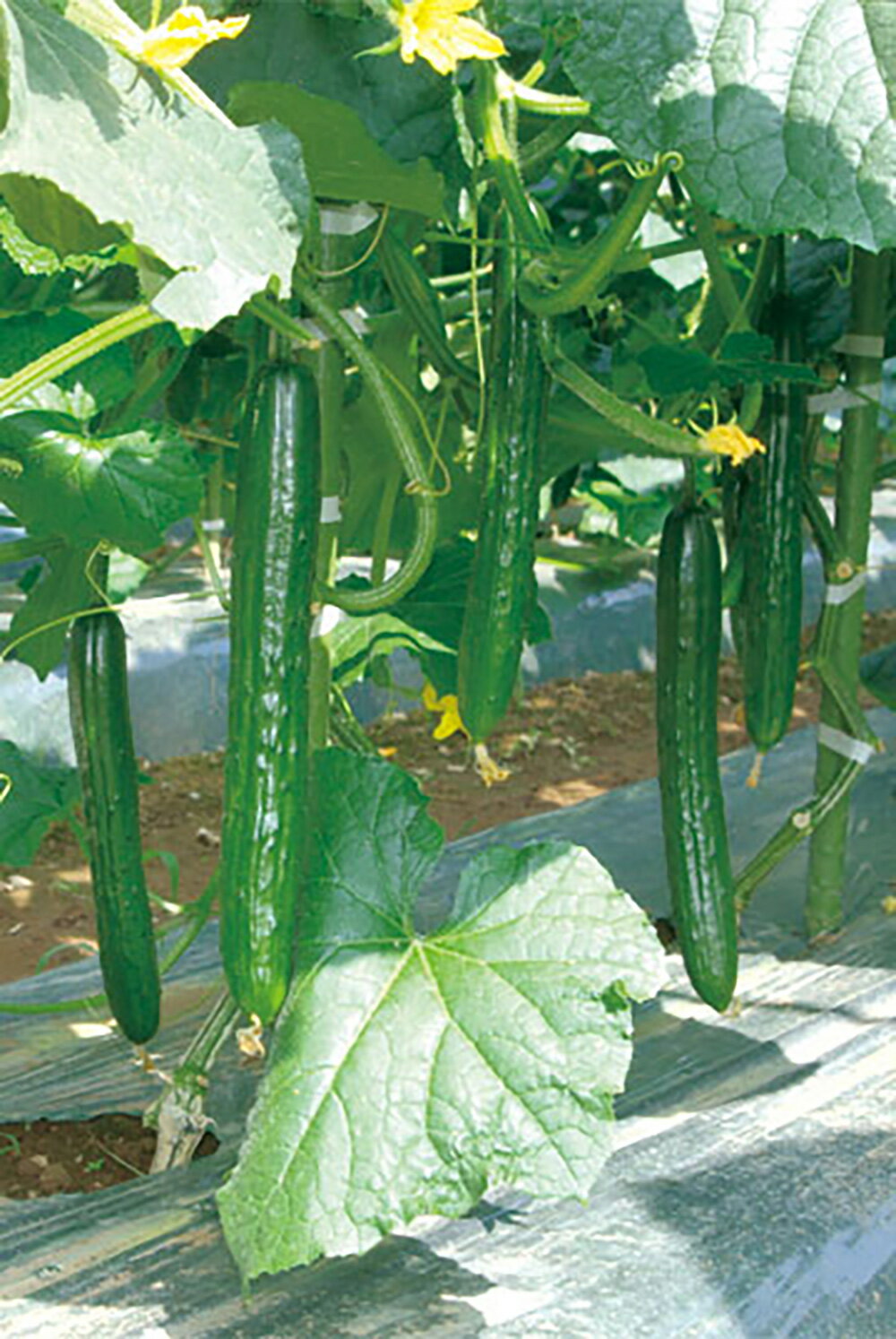艶香 350粒 胡瓜 キュウリ きゅうり艶香 350粒 ときわ交配 【ときわ研究所 種 たね タネ】【通常5倍 5..