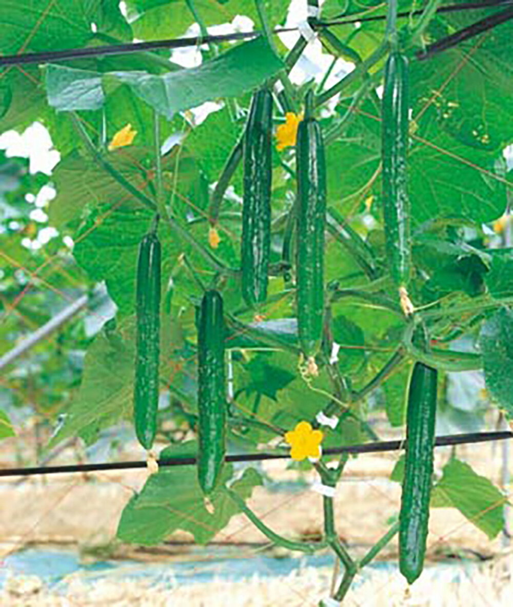 樂天商城 - 光琳 350粒 胡瓜 キュウリ きゅうり光琳 350粒 ときわ交配 【ときわ研究所 種 たね タネ】【通常5倍 5のつく日はポイント10倍】