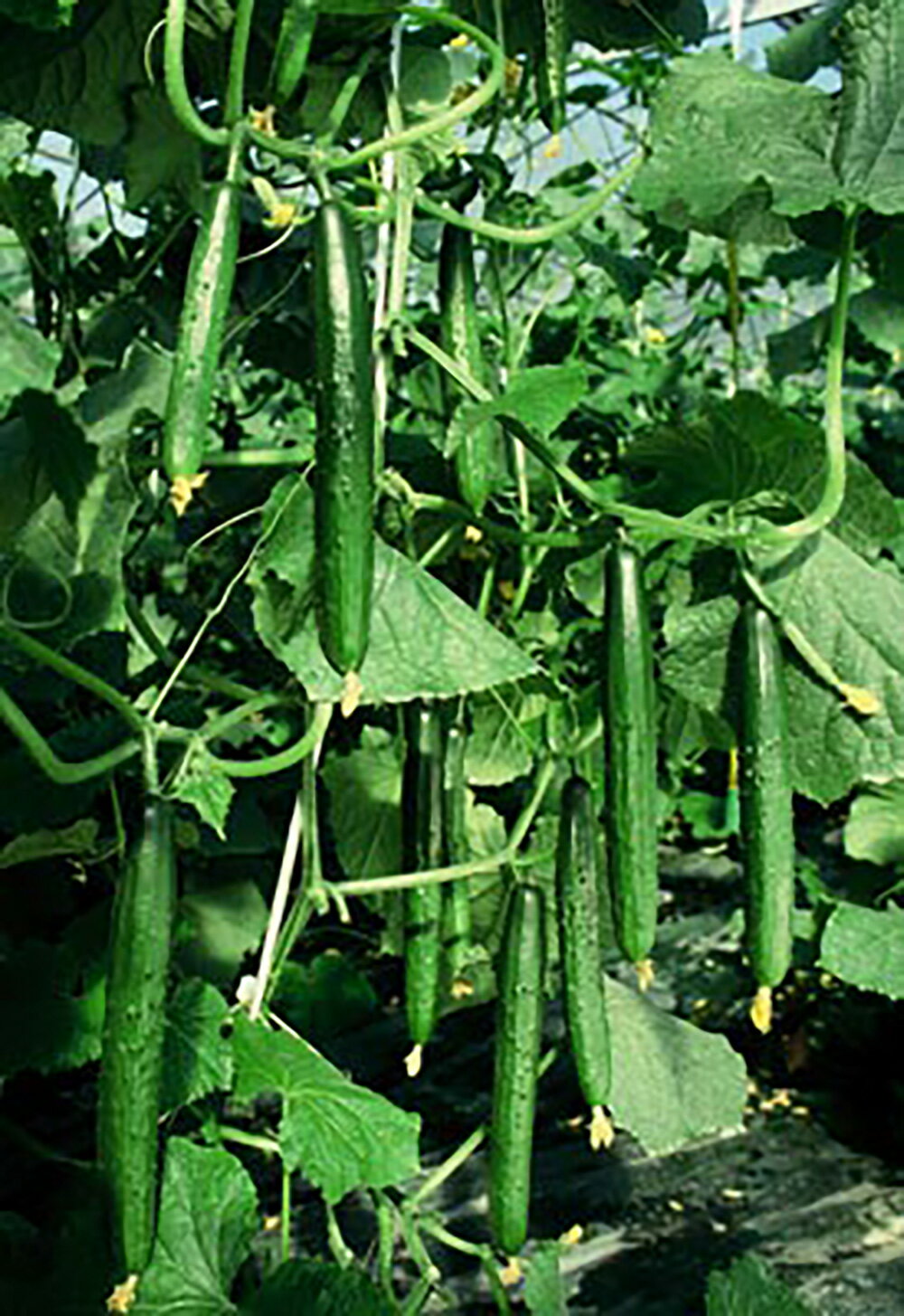 南極1号 350粒 胡瓜 キュウリ きゅうり南極1号 350粒 ときわ交配 【ときわ研究所 種 たね タネ】【通常5倍 5のつく日はポイント10倍】