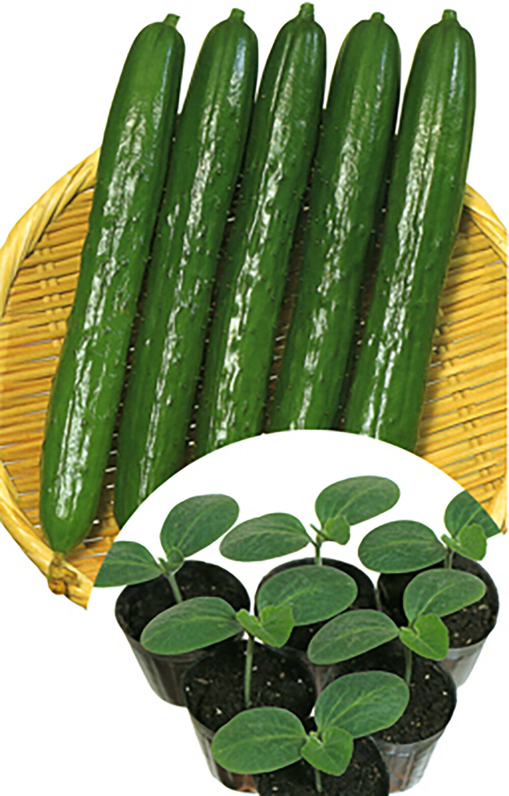 樂天商城 - ときわパワーz2 350粒 台木 ダイギ だいぎ ときわ交配 【ときわ研究所 種 たね タネ】【通常5倍 5のつく日はポイント10倍】