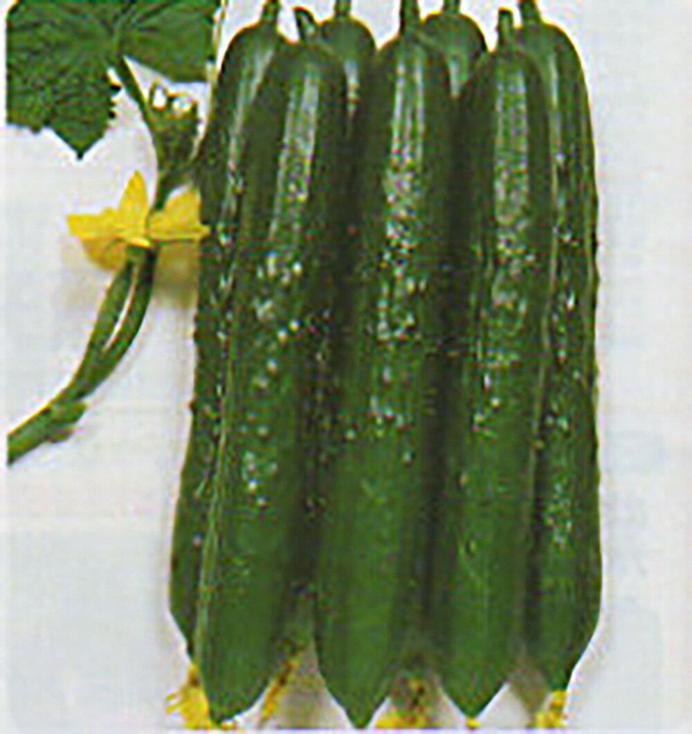 樂天商城 - 夏の輝 20ml 胡瓜 キュウリ きゅうり 【タカヤマシード 種 たね タネ 】【通常5倍 5のつく日はポイント10倍】