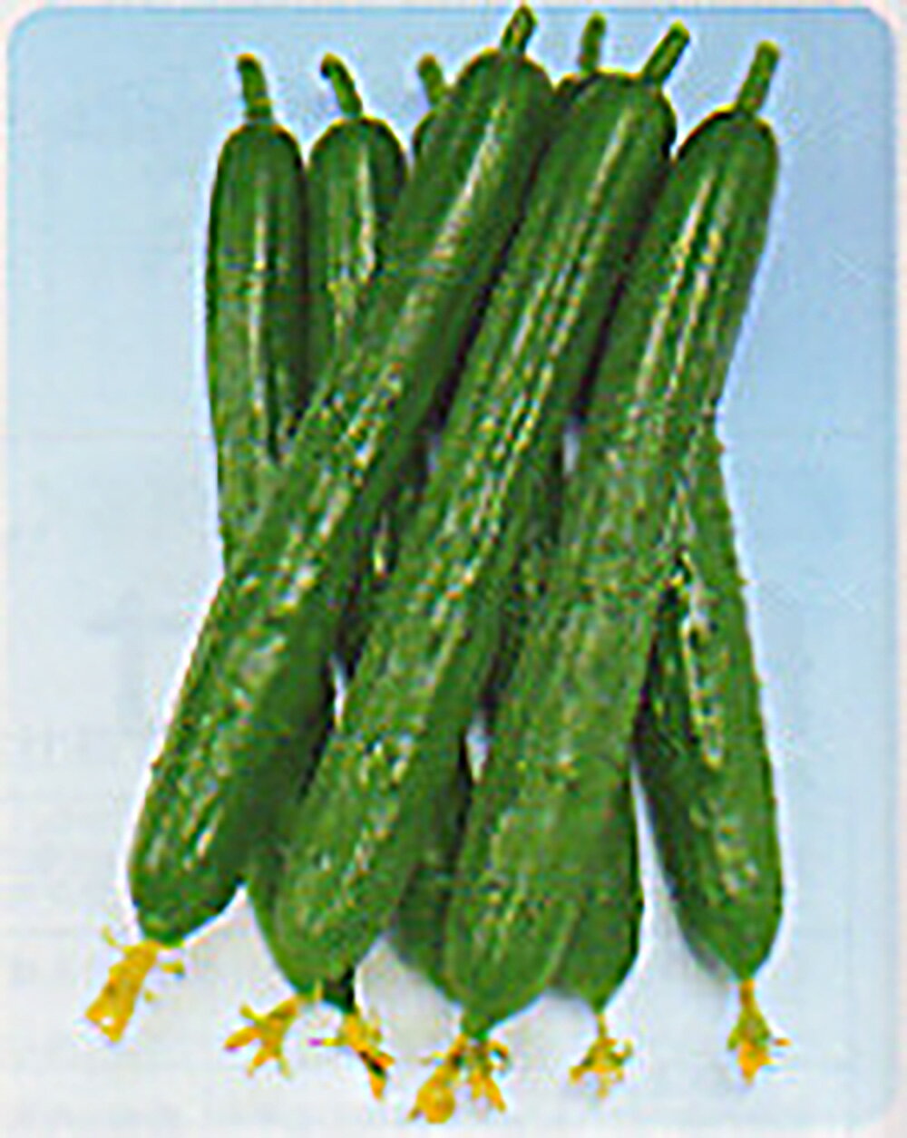 樂天商城 - 青力節成五号 20ml 胡瓜 キュウリ きゅうり 【タカヤマシード 種 たね タネ 】【通常5倍 5のつく日はポイント10倍】