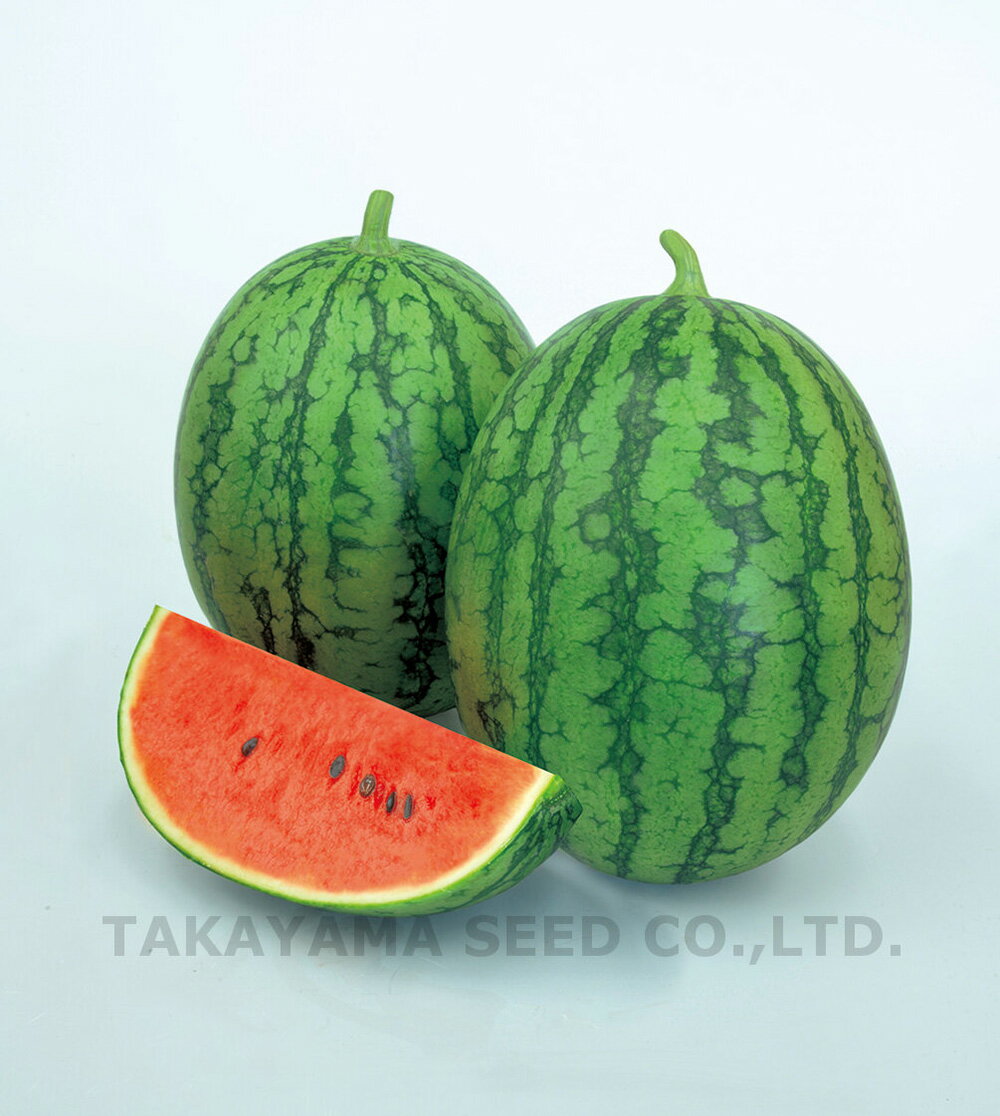 恋あかね(楕円小玉系) 200粒 スイカ すいか 西瓜【タカヤマシード 種 たね タネ 】【通常5倍 5のつく日はポイント10倍】