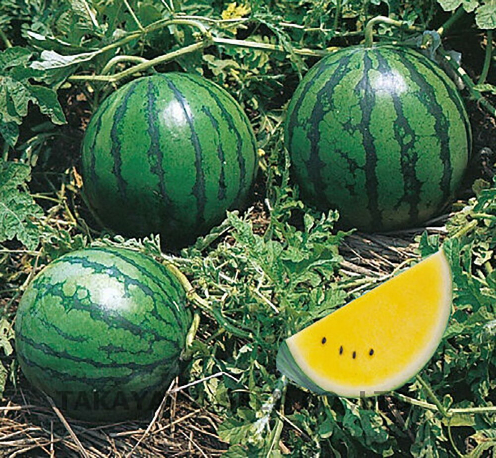 樂天商城 - こがね小玉 20ml スイカ すいか 西瓜【タカヤマシード 種 たね タネ 】【通常5倍 5のつく日はポイント10倍】