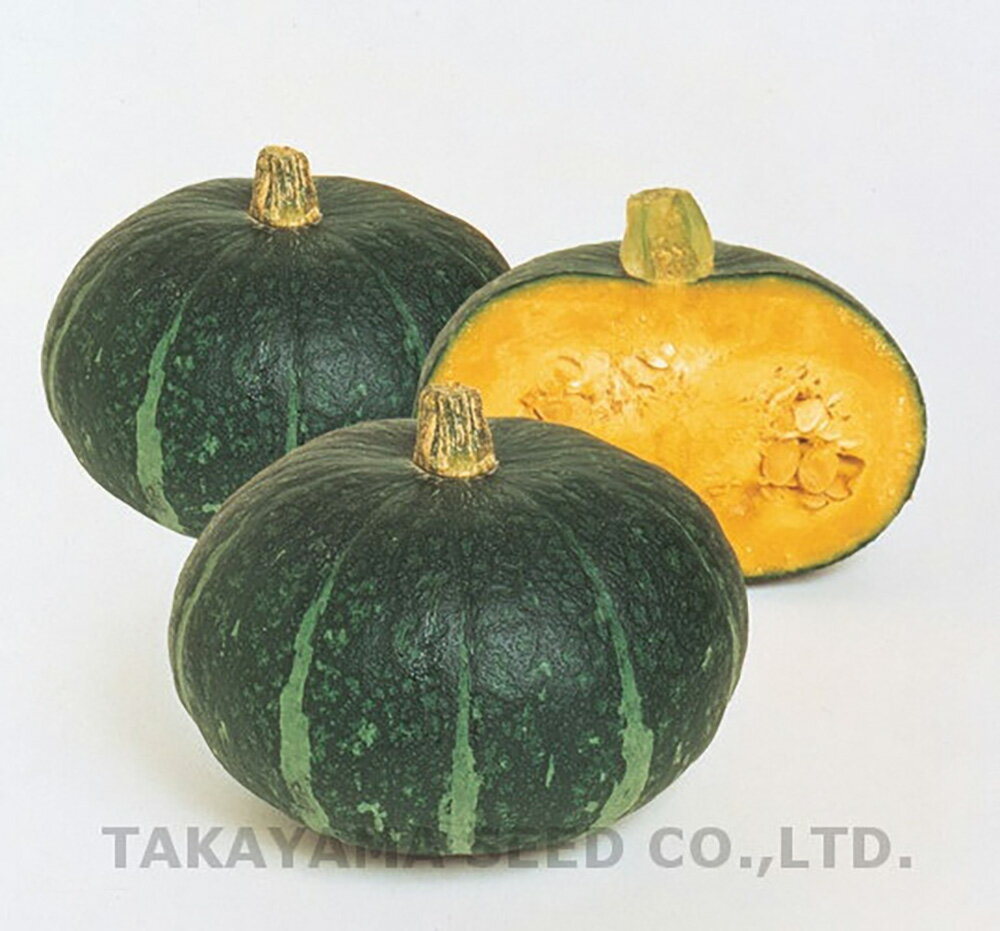 七福 1dl 南瓜 カボチャ かぼちゃ【タカヤマシード 種 たね タネ 】【通常5倍 5のつく日はポイント10倍】