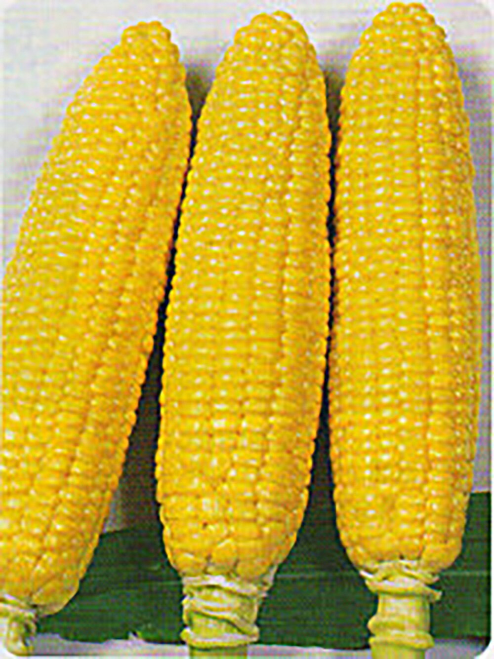 樂天商城 - 味なコーン 2000粒 スイートコーン【タカヤマシード 種 たね タネ 】【通常5倍 5のつく日はポイント10倍】