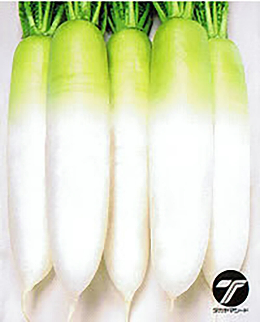 樂天商城 - 冬職人 20ml 大根 ダイコン だいこん【タカヤマシード 種 たね タネ 】【通常5倍 5のつく日はポイント10倍】