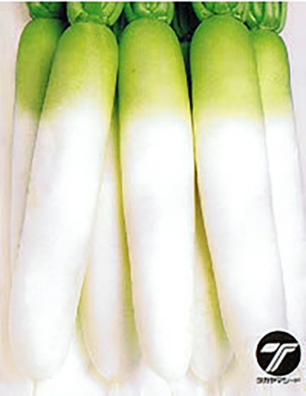 元気なダイコン健康一番！