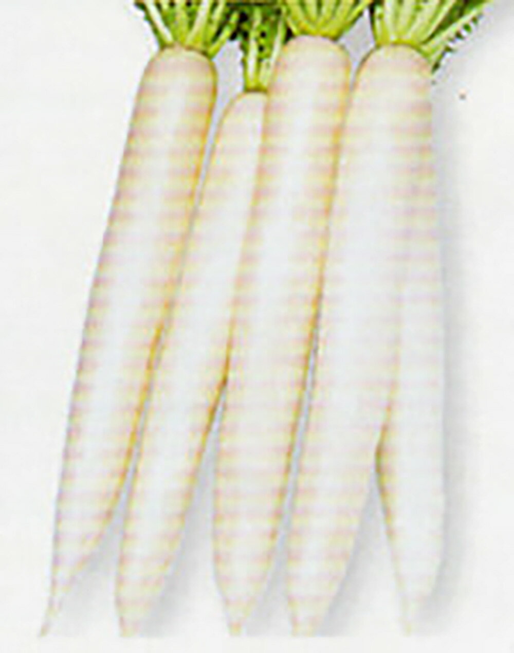 市場出荷や漬物用として期待できる。