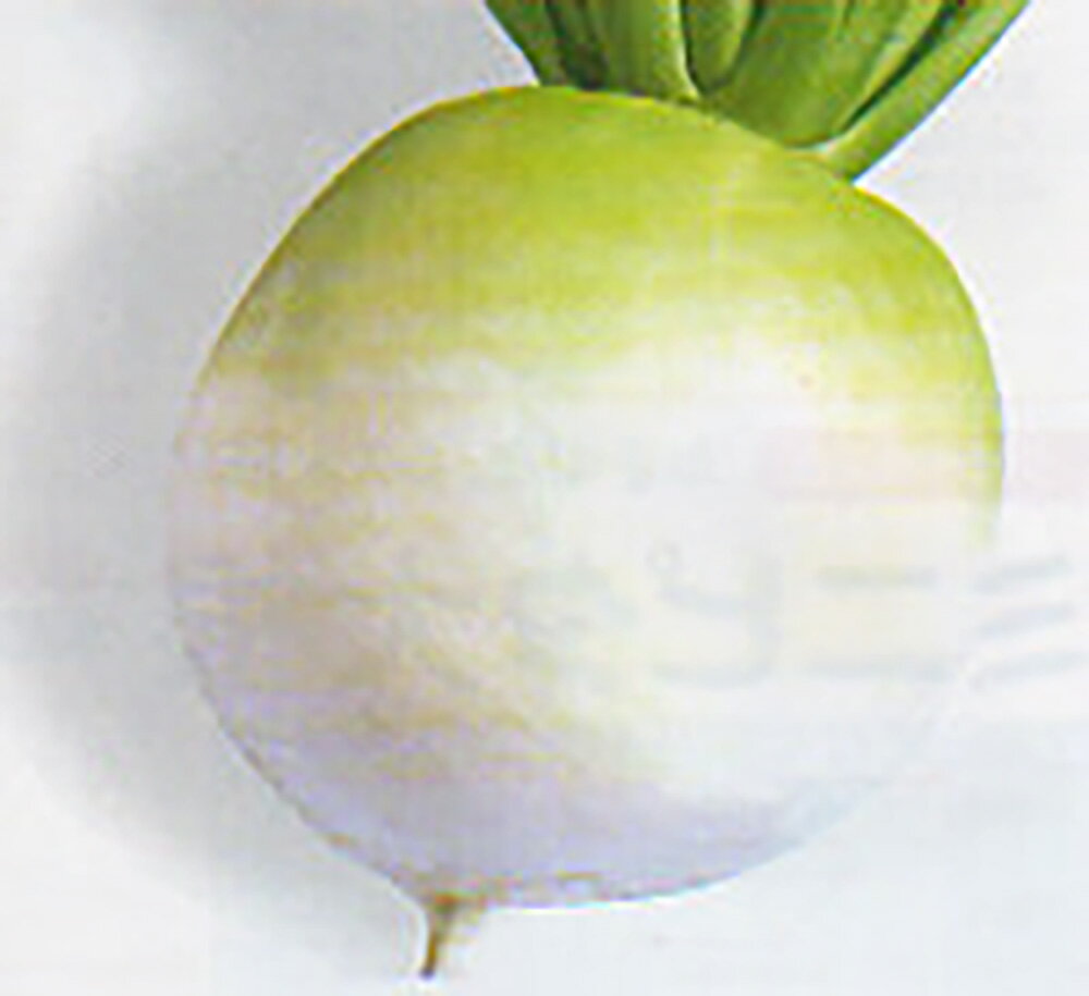 古都丸聖護院 2dl 大根 ダイコン だいこん【タカヤマシード 種 たね タネ 】【通常5倍 5のつく日はポイント10倍】