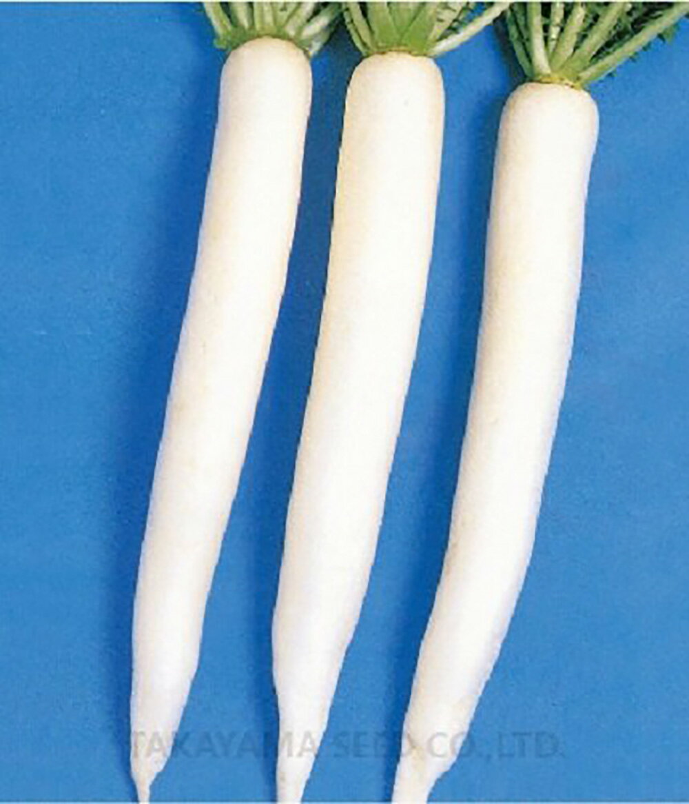 耐病しらかわ 2dl 大根 ダイコン だいこん【タカヤマシード 種 たね タネ 】【通常...