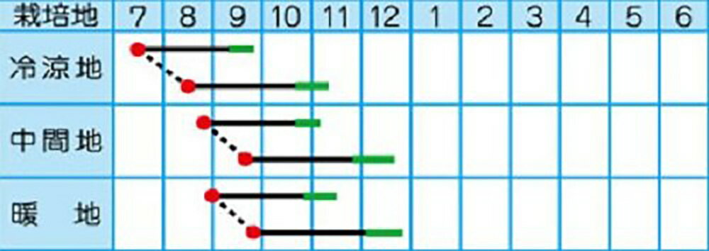 耐病しらかわ 2dl 大根 ダイコン だいこん【タカヤマシード 種 たね タネ 】【通常...