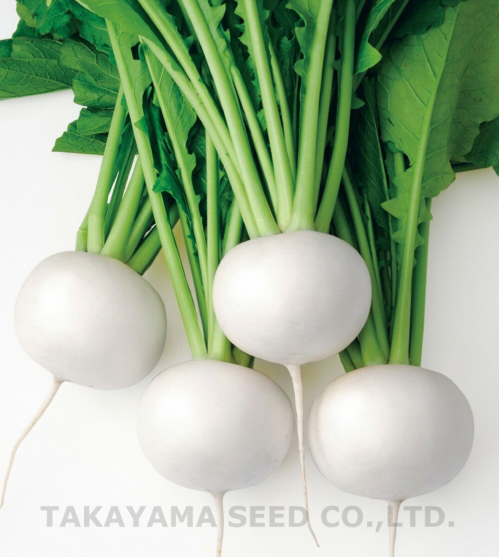 耐病性に優れ、ネコブ病・ベト病に強く栽培し易い。