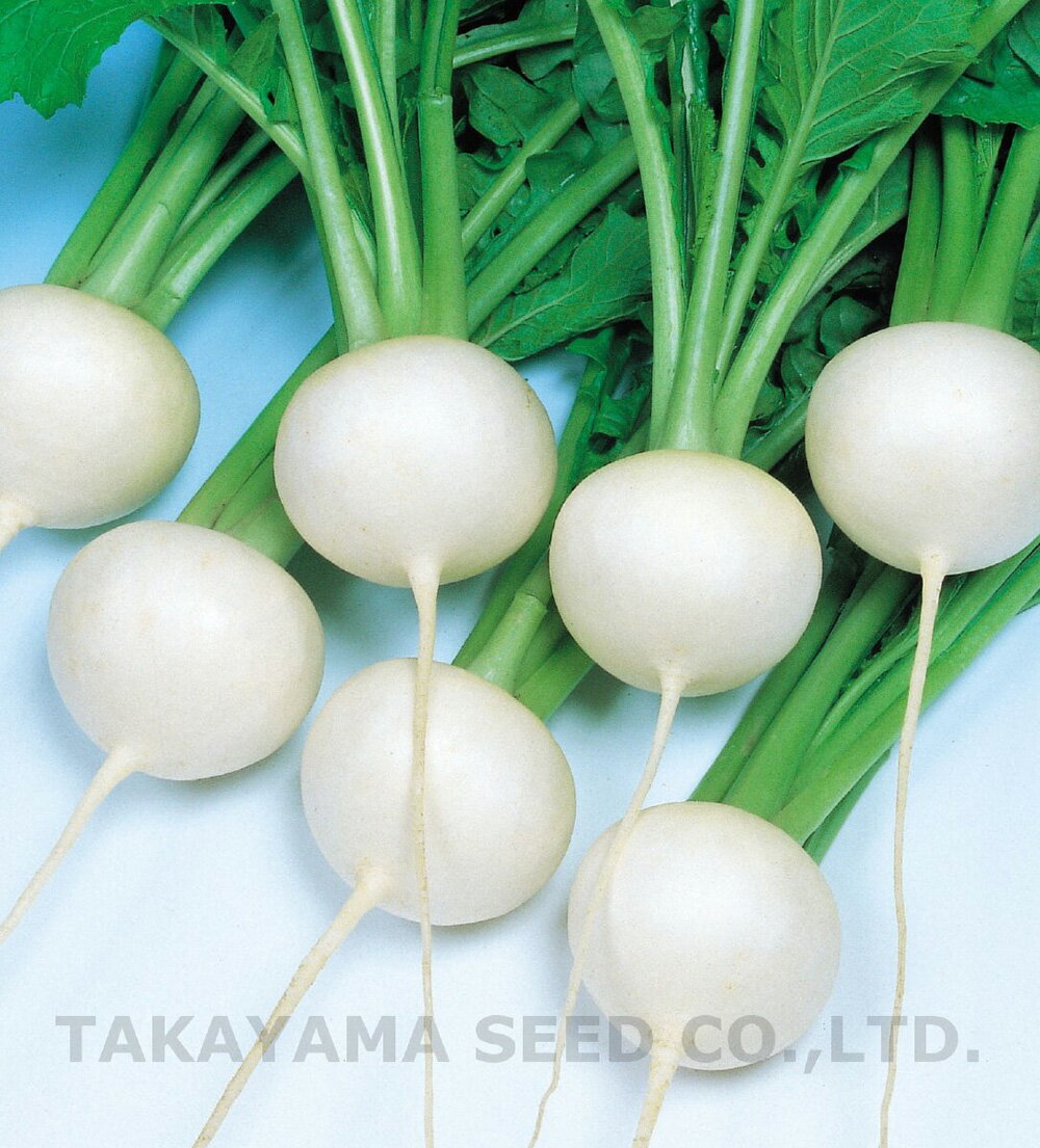 早太り性に秀れた早生小蕪。特に高温期の栽培で変形裂根が非常に少ない。