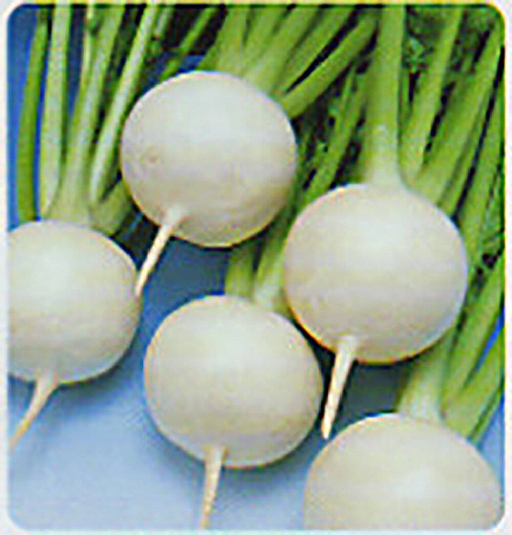 樂天商城 - 玉姫 1dl かぶ カブ 蕪【タカヤマシード 種 たね タネ 】【通常5倍 5のつく日はポイント10倍】