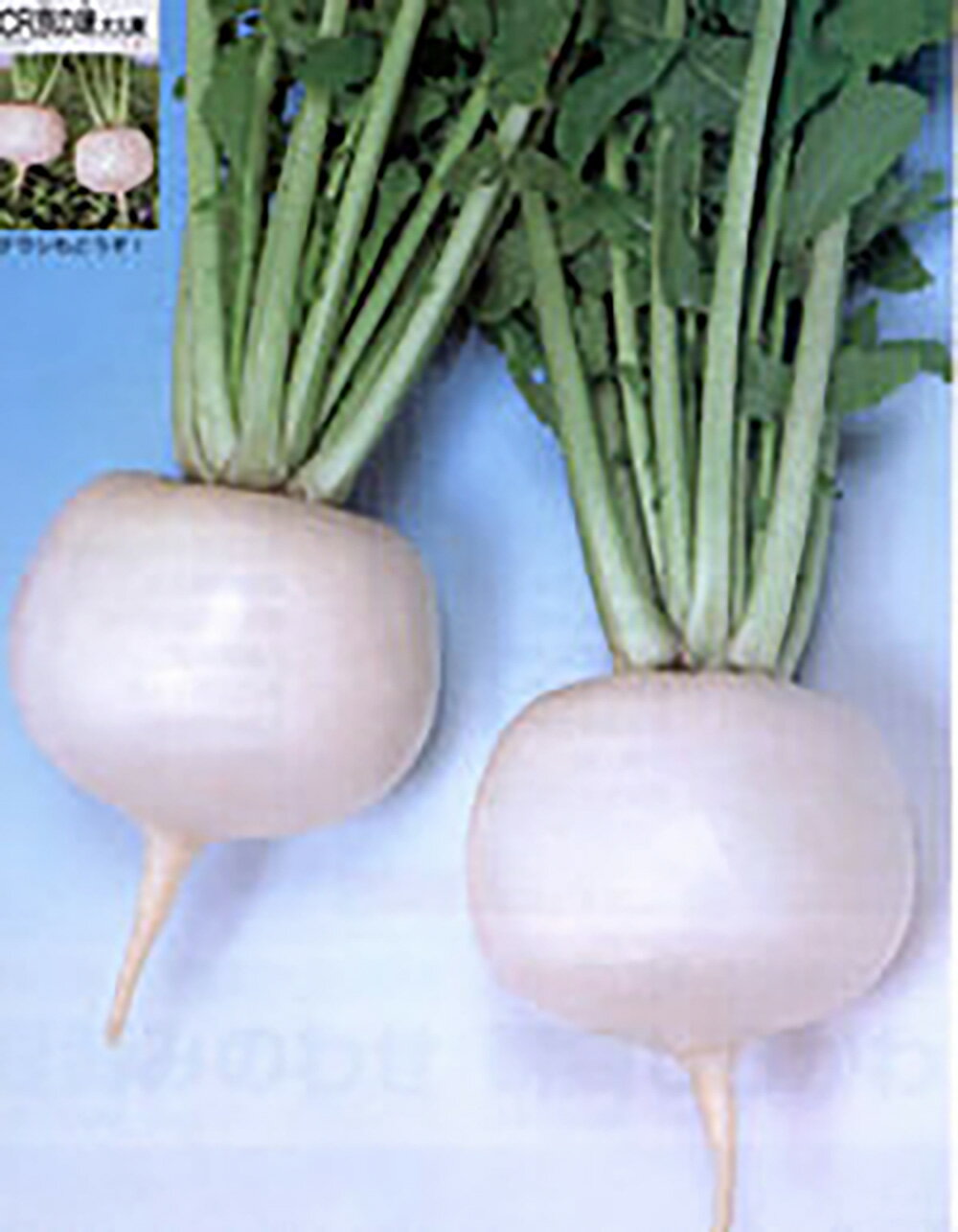 CR京の味 20ml かぶ カブ 蕪【タカヤマシード 種 たね タネ 】【通常5倍 5のつく日はポイント10倍】