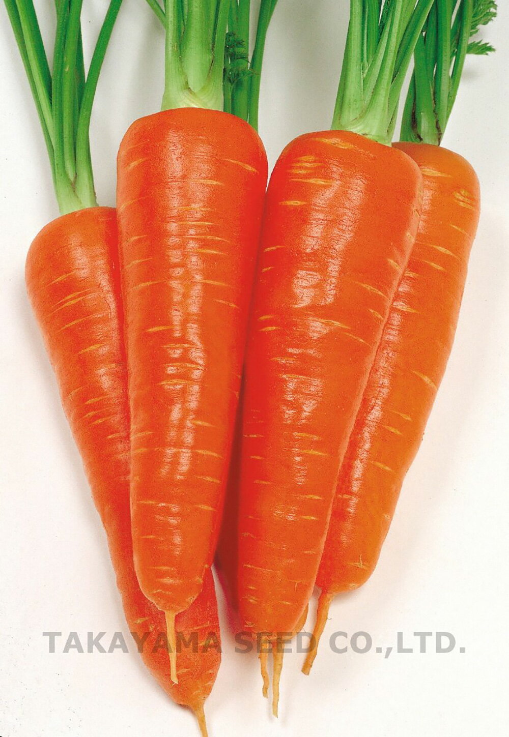 樂天商城 - 紅光五寸 2dl ニンジン にんじん 人参【タカヤマシード 種 たね タネ 】【通常5倍 5のつく日はポイント10倍】