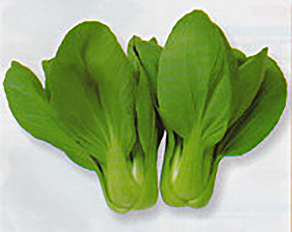 CR夏専科 2dl 青梗菜 チンゲン菜 チンゲンサイ ちんげんさい【タカヤマシード 種 たね タネ 】【通常5倍 5のつく日はポイント10倍】