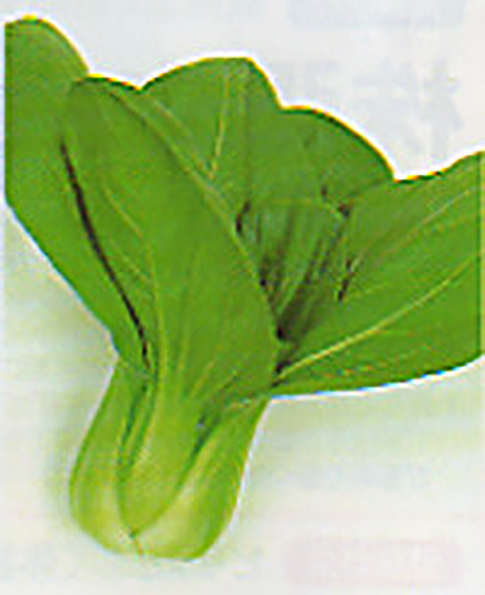 樂天商城 - 平成5号 20ml 青梗菜 チンゲン菜 チンゲンサイ ちんげんさい【タカヤマシード 種 たね タネ 】【通常5倍 5のつく日はポイント10倍】