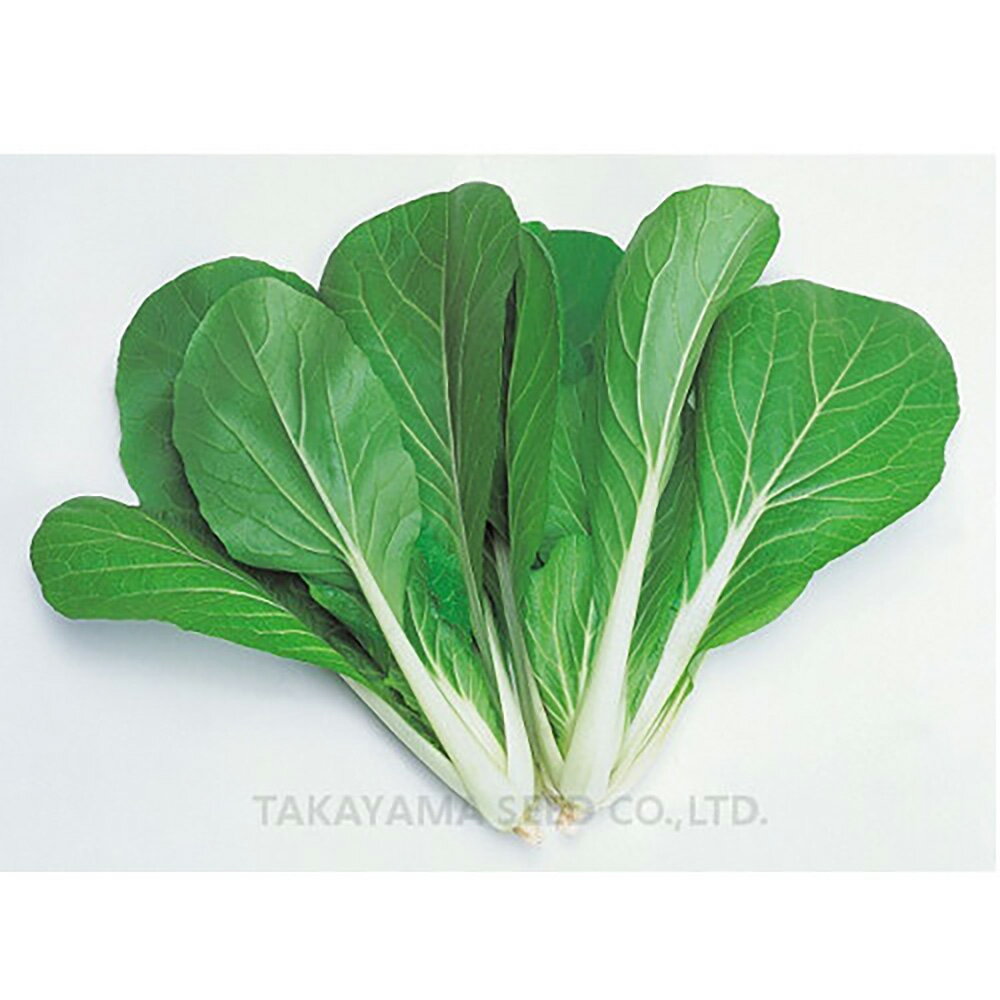 びはく菜 2dl びはくな【タカヤマシード 種 たね タネ 】【通常5倍 5のつく日はポイント10倍】