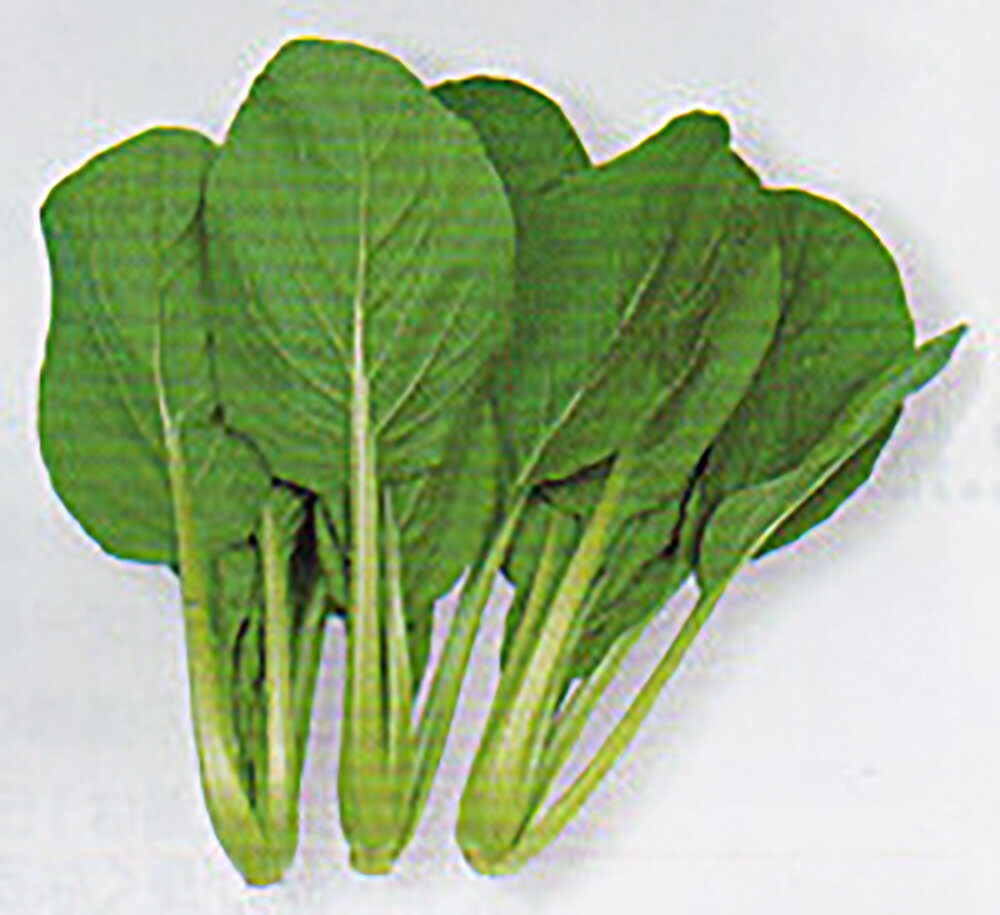 友情菜 2dl 漬け菜 ツケナ つけな【タカヤマシード 種 たね タネ 】【通常5倍 5のつく日はポイント10倍】