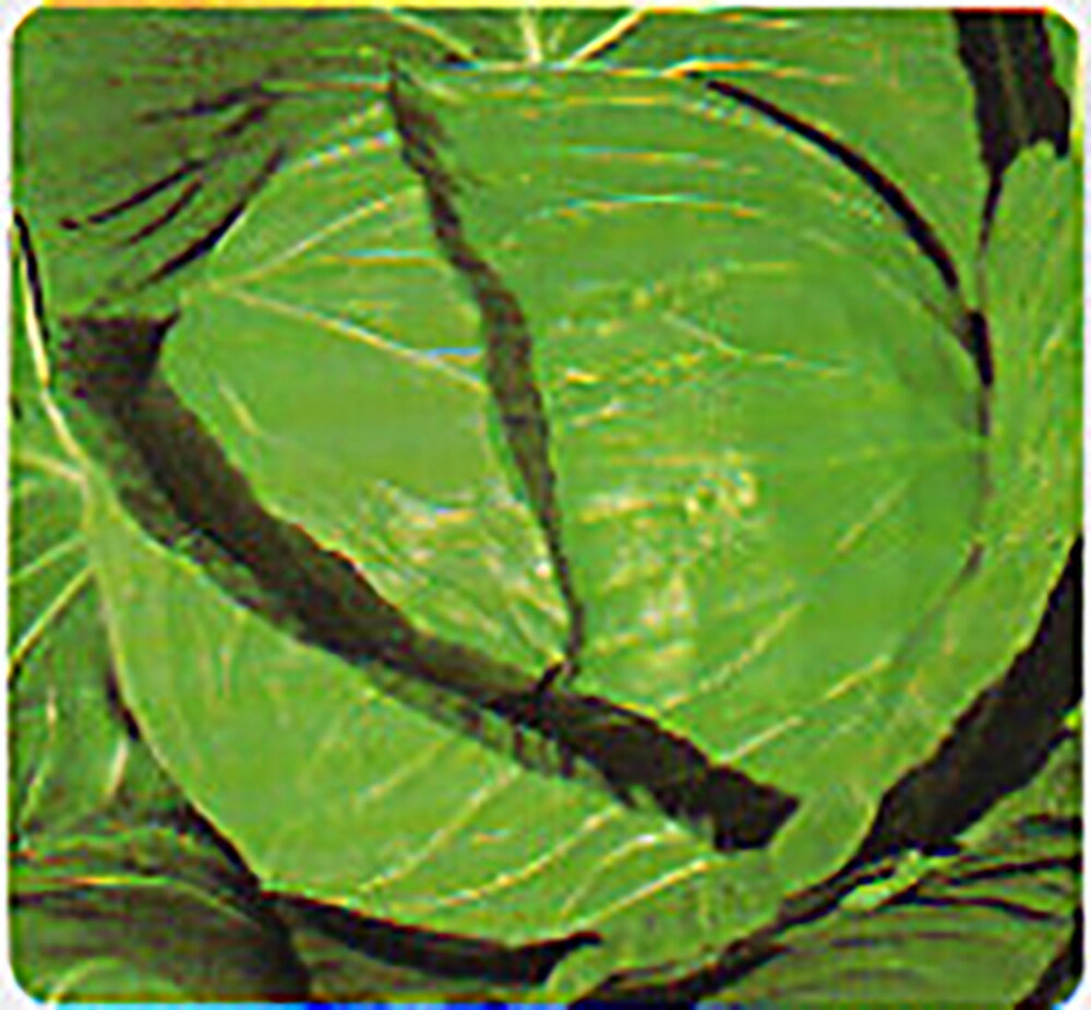 夏玉 20ml キャベツ【タカヤマシード 種 たね タネ 】【通常5倍 5のつく日はポイント10倍】