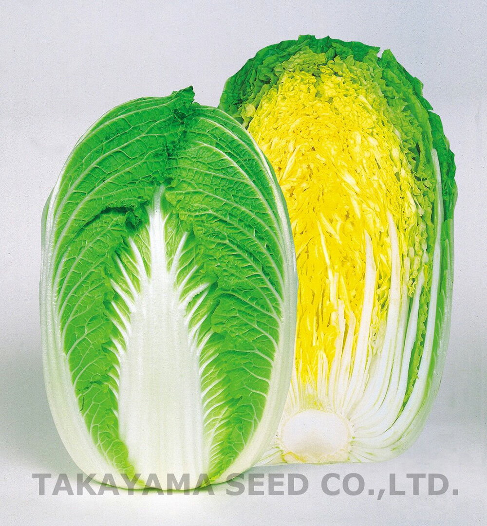 CRご黄げん75 20ml 白菜 ハクサイ はくさい【タカヤマシード 種 たね タネ 】【通常5倍 5のつく日はポ..